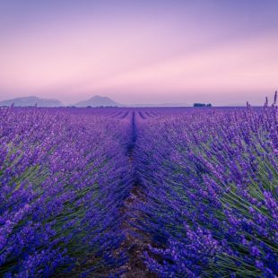 Lavande Officinale